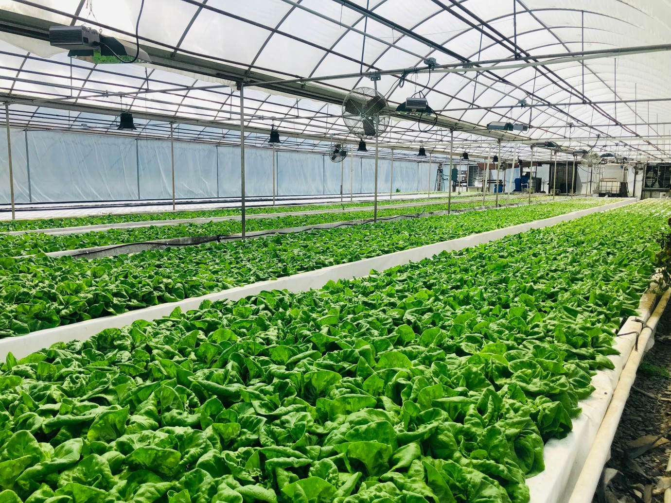 Organik Üretim Yapan 987 Üreticiye 15 Milyon Denar Destek Ödendi