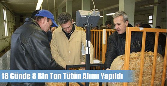 18 Günde 8 Bin Ton Tütün Alımı Yapıldı