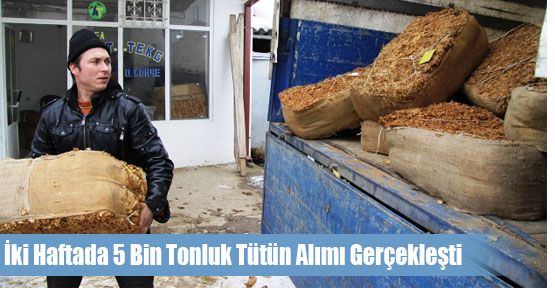 İki Haftada 5 Bin Tonluk Tütün Alımı Gerçekleşti
