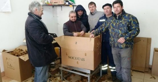 Tütün Alımlarında Son Aşamaya Gelindi